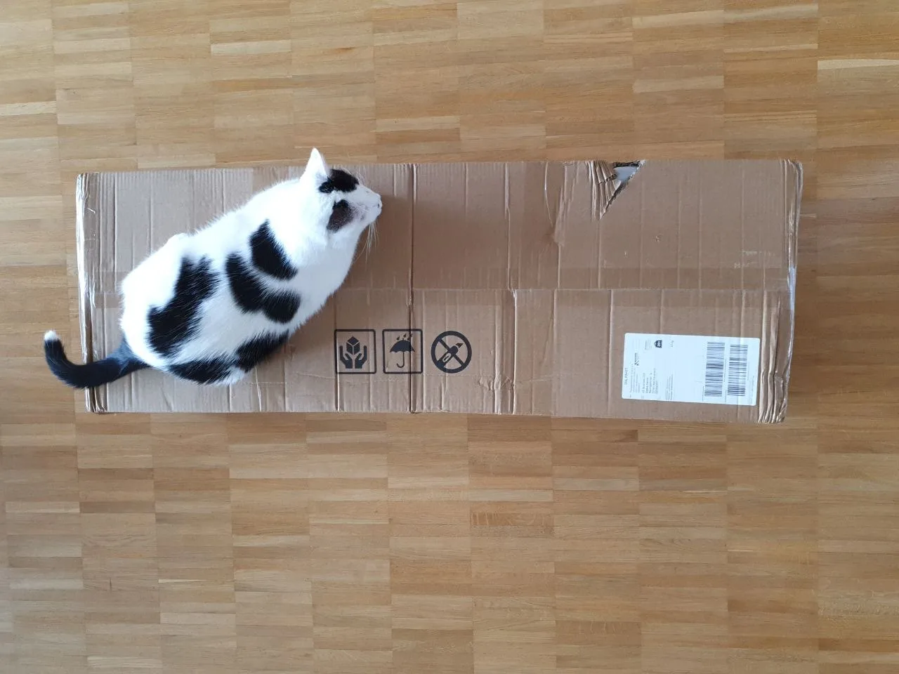 Misho sitzt auf dem noch verschlossenen Versandkarton des Katzenlaufrads