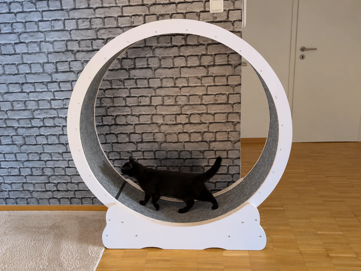 Tutti auf der grauen Lauffläche im weißen Katzenlaufrad während eines Eingewöhnungsversuchs