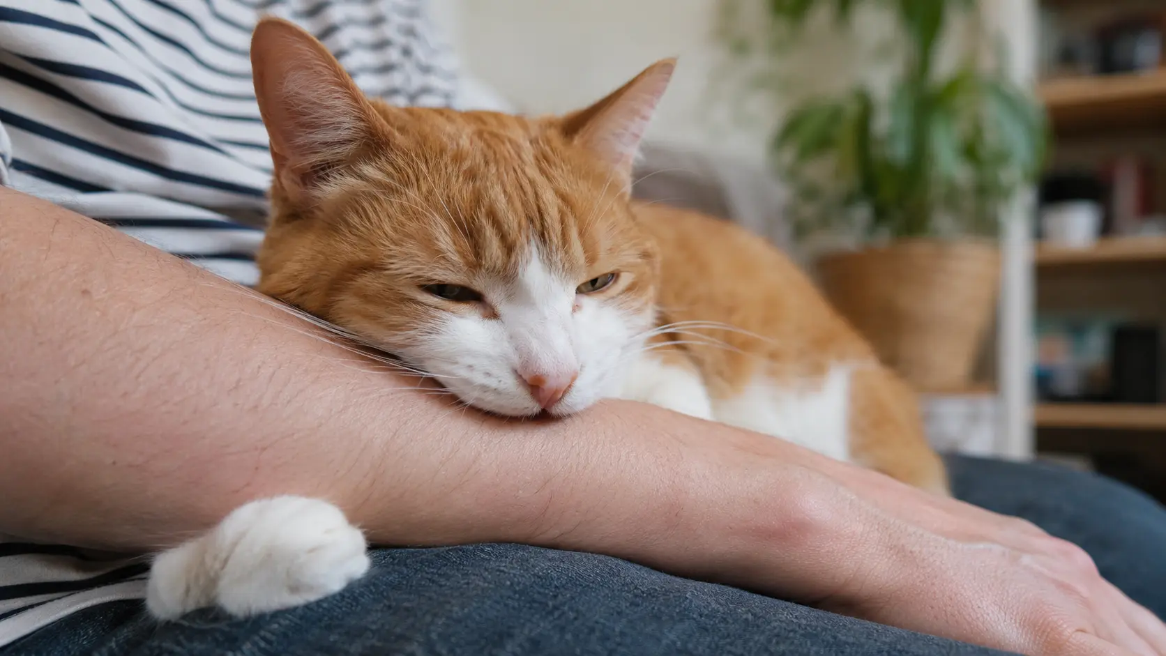 Liebesbiss Kater – orangefarbener Kater liegt entspannt auf dem Arm seiner Besitzerin