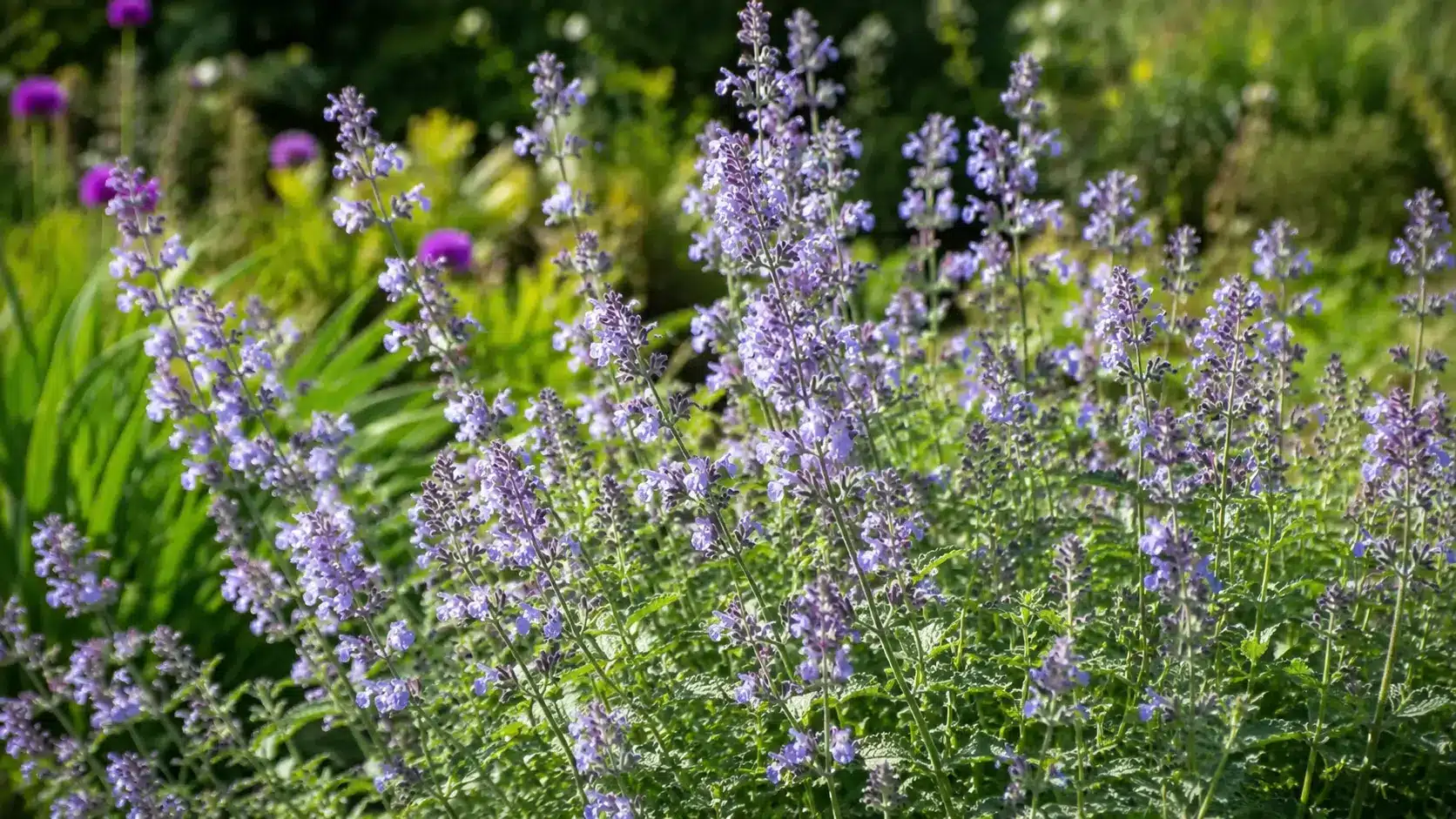 Blühende Echte Katzenminze, Nepeta cataria, mit graugrünen Blättern
