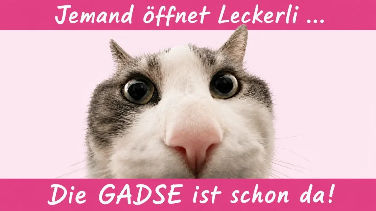 Gadse-Meme: überraschte Katze mit großen Augen – oben „Jemand öffnet Leckerli ...", unten „Die GADSE ist schon da!"