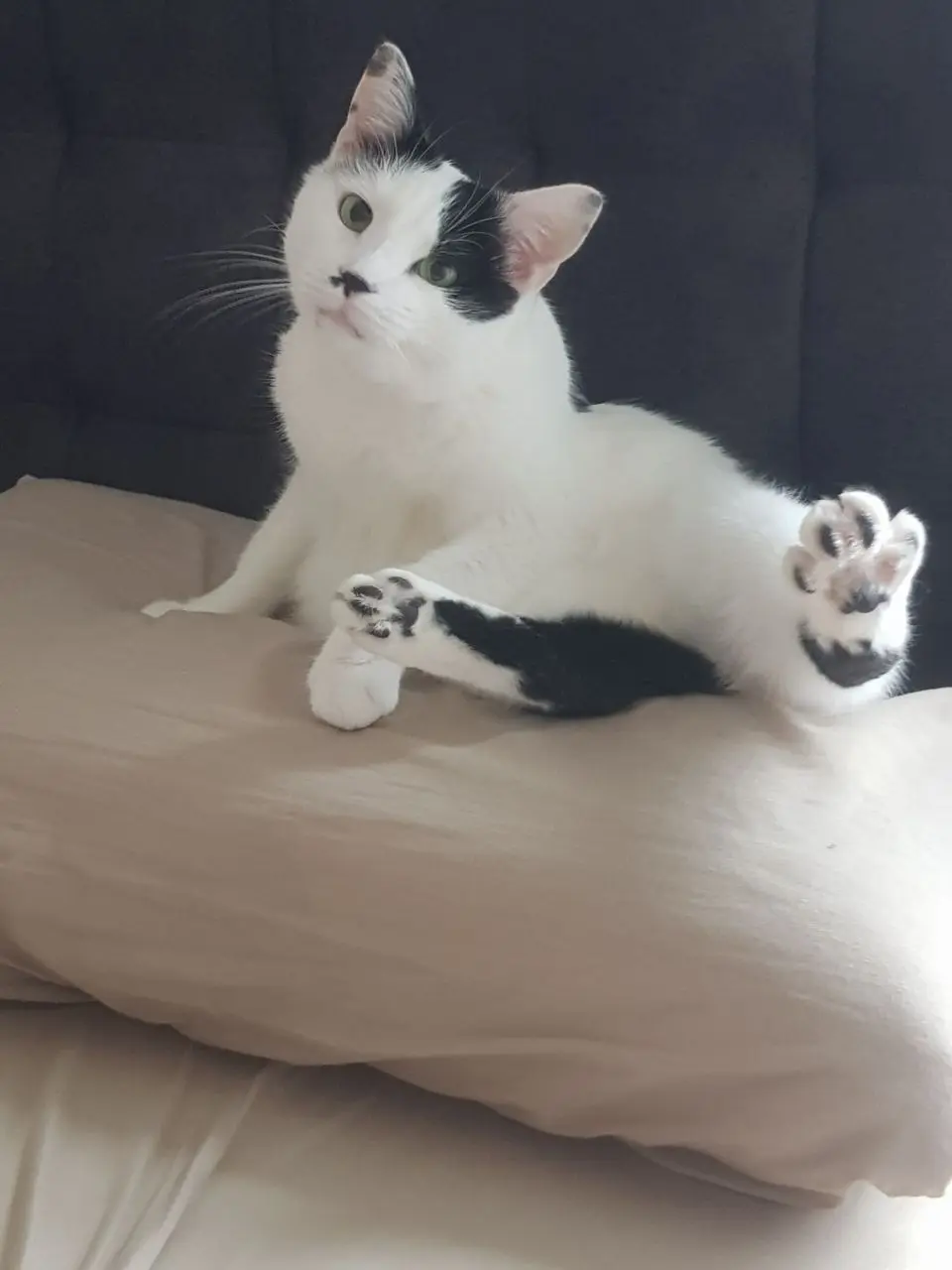 Kater Misho liegt entspannt auf dem Bett und streckt die Pfote aus