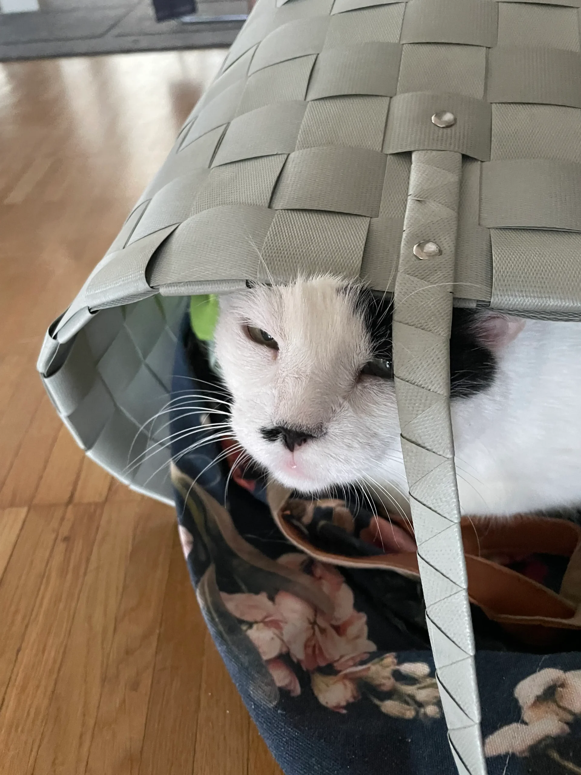 Kater Misho hat es sich in einer Einkaufstasche gemütlich gemacht