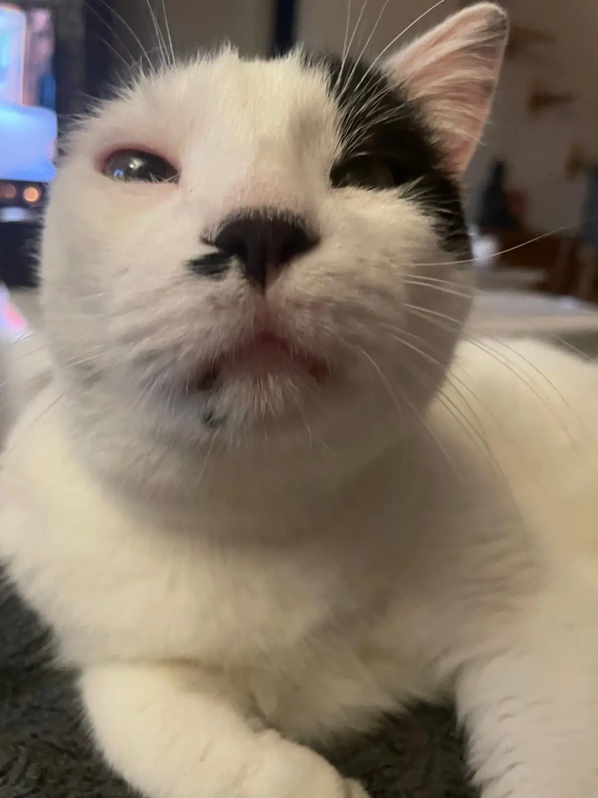 Nahaufnahme von Kater Misho, dem schwarz-weißen Einohrkater von Katzenmuddi