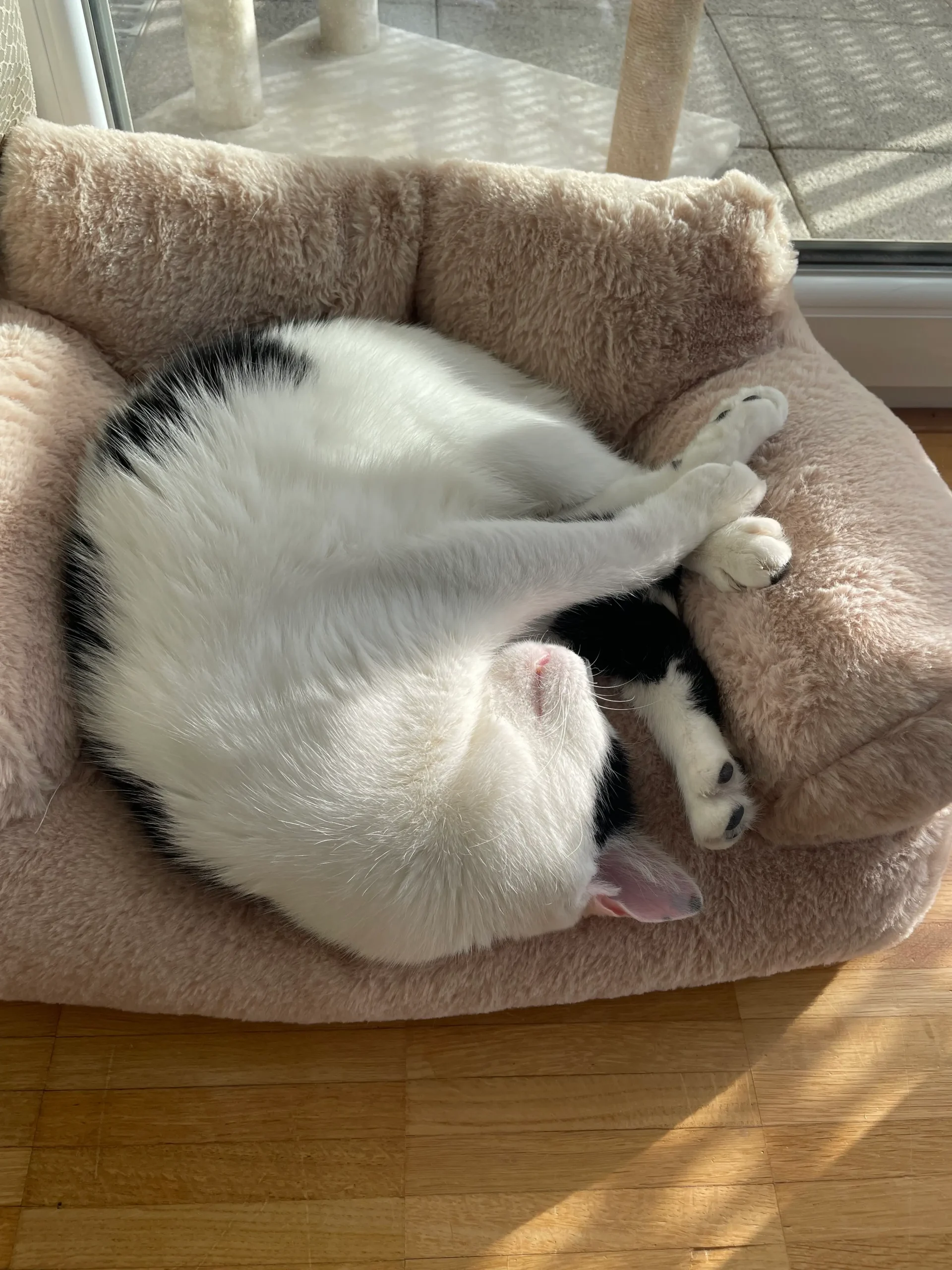 Kater Misho schläft eingerollt in seinem Katzenkörbchen