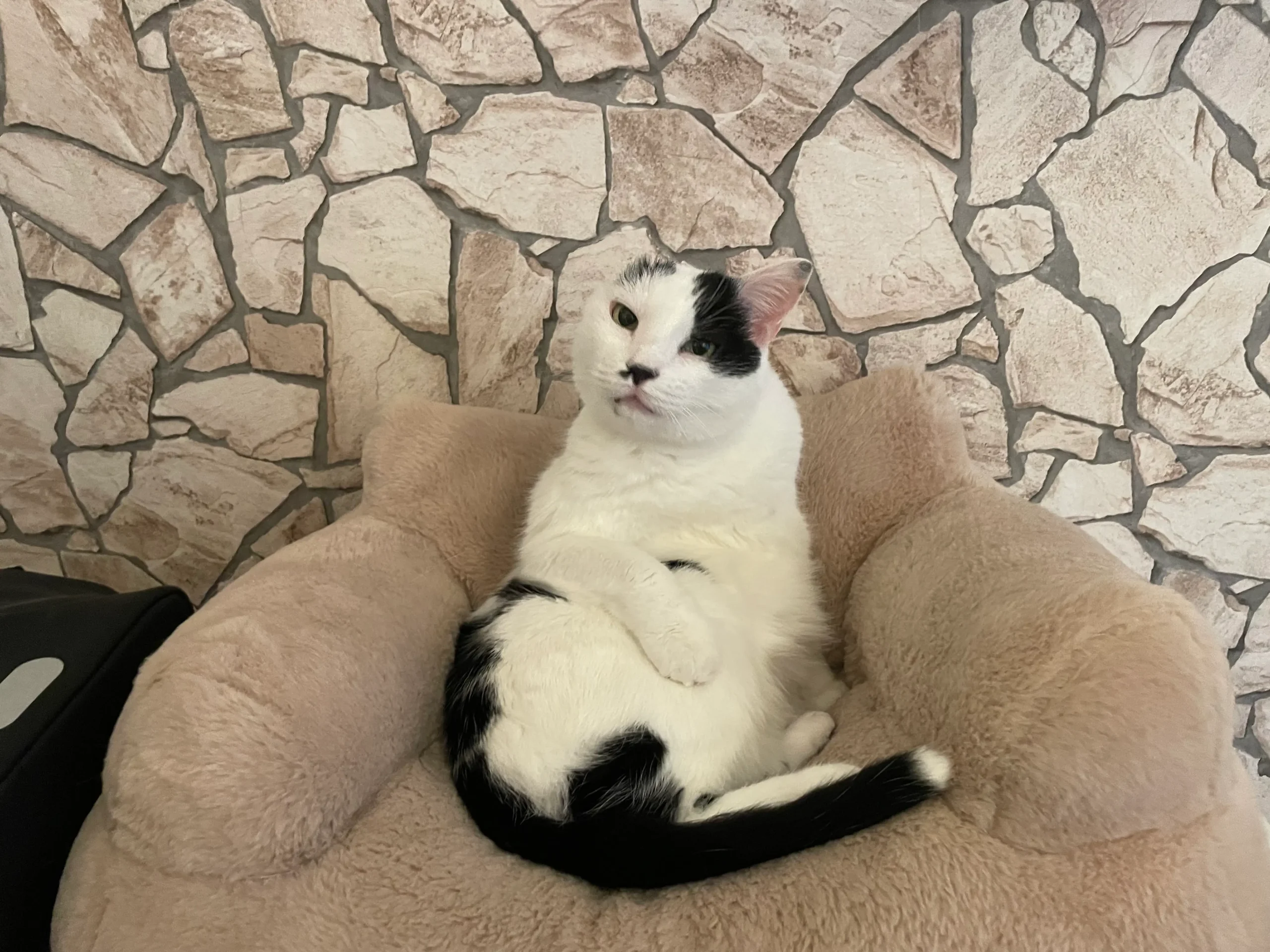 Kater Misho sitzt aufrecht wie ein kleiner Mensch in seinem Plüschsessel