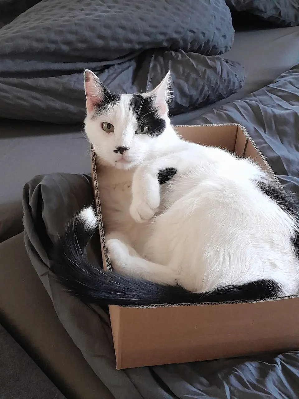 Kater Misho sitzt im Karton, ganz wie auf dem Katze im Karton Magnet von Katzenmuddi