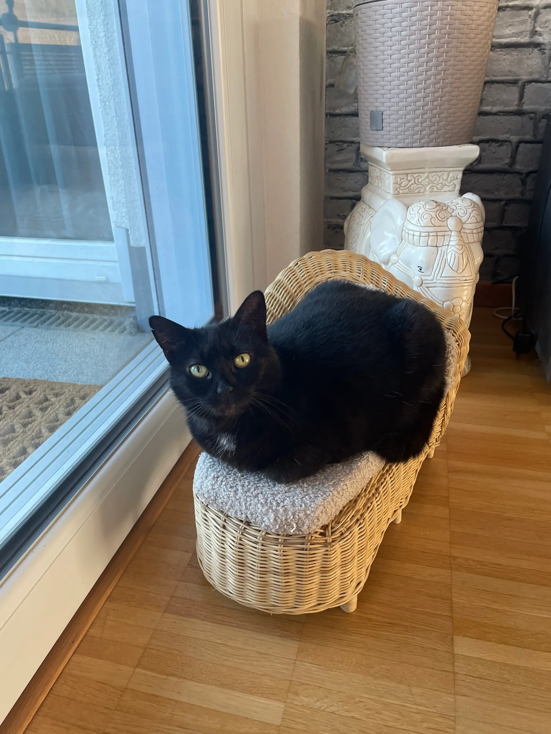 Schwarze Katze Tutti sitzt in ihrem Korbsessel am Fenster