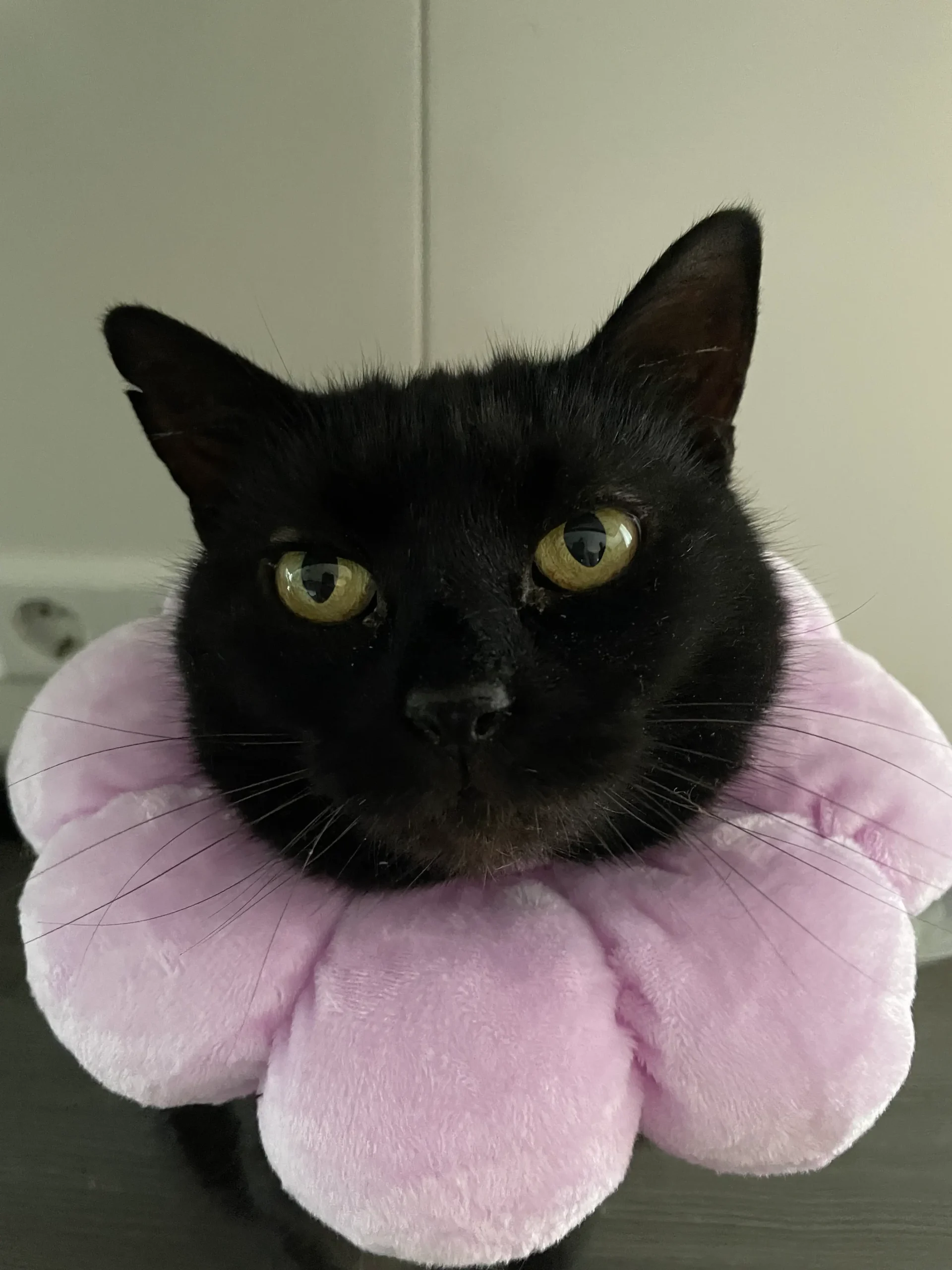 Katze Tutti trägt ihre rosa Halskrause in Blütenform