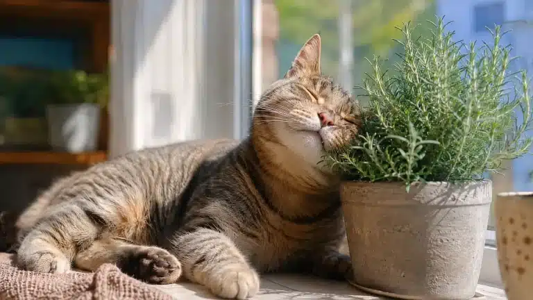 Katze wälzt sich genüsslich an einer Katzengamander-Pflanze