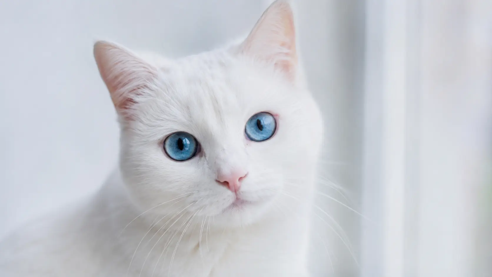 Weiße Katze mit blauen Augen, genetisch erhöhtes Taubheitsrisiko