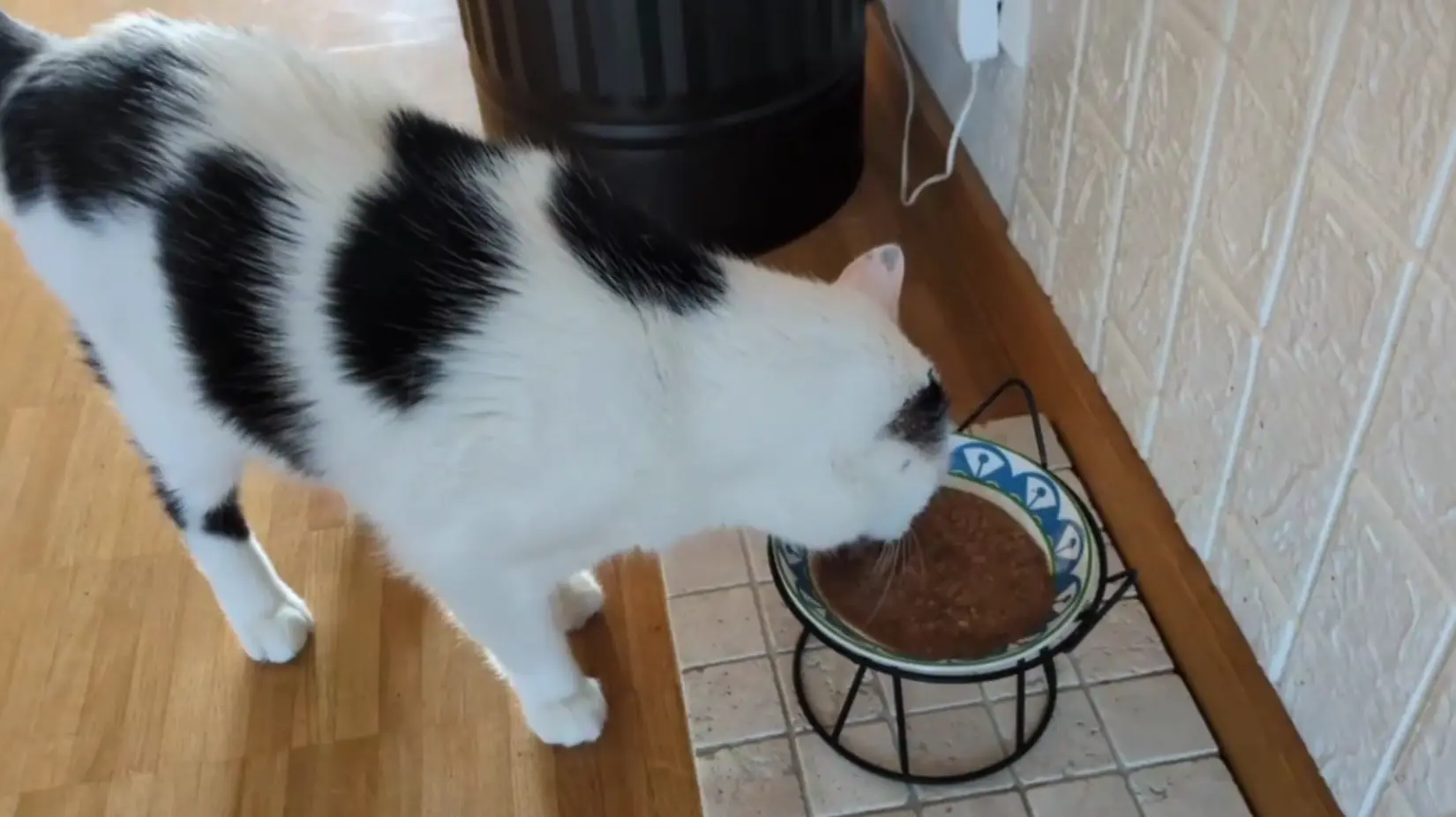 Misho probiert STRAYZ Kater Misho schleckt das neue STRAYZ Nassfutter in Soße beim Test