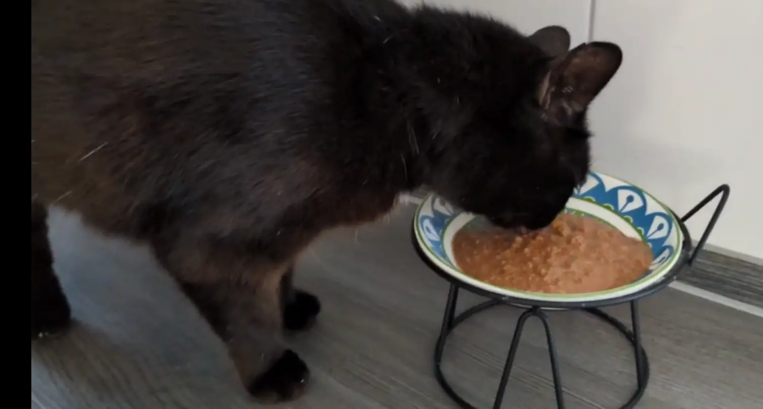 Tutti testet STRAYZ Nassfutter Katze frisst Nassfutter: Tutti testet das STRAYZ Nassfutter in Soße