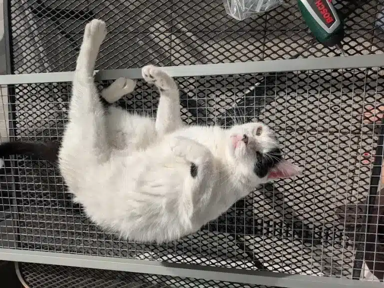 Kater Misho liegt während der Montage entspannt auf dem Katzengitter