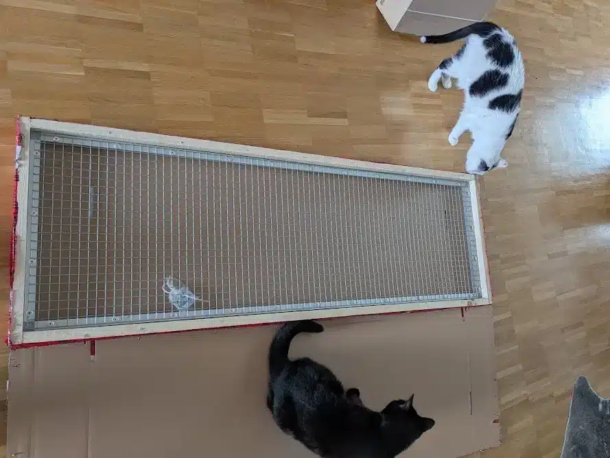 Kater Misho und Katze Tutti inspizieren das frisch ausgepackte Fenstergitter auf dem Boden