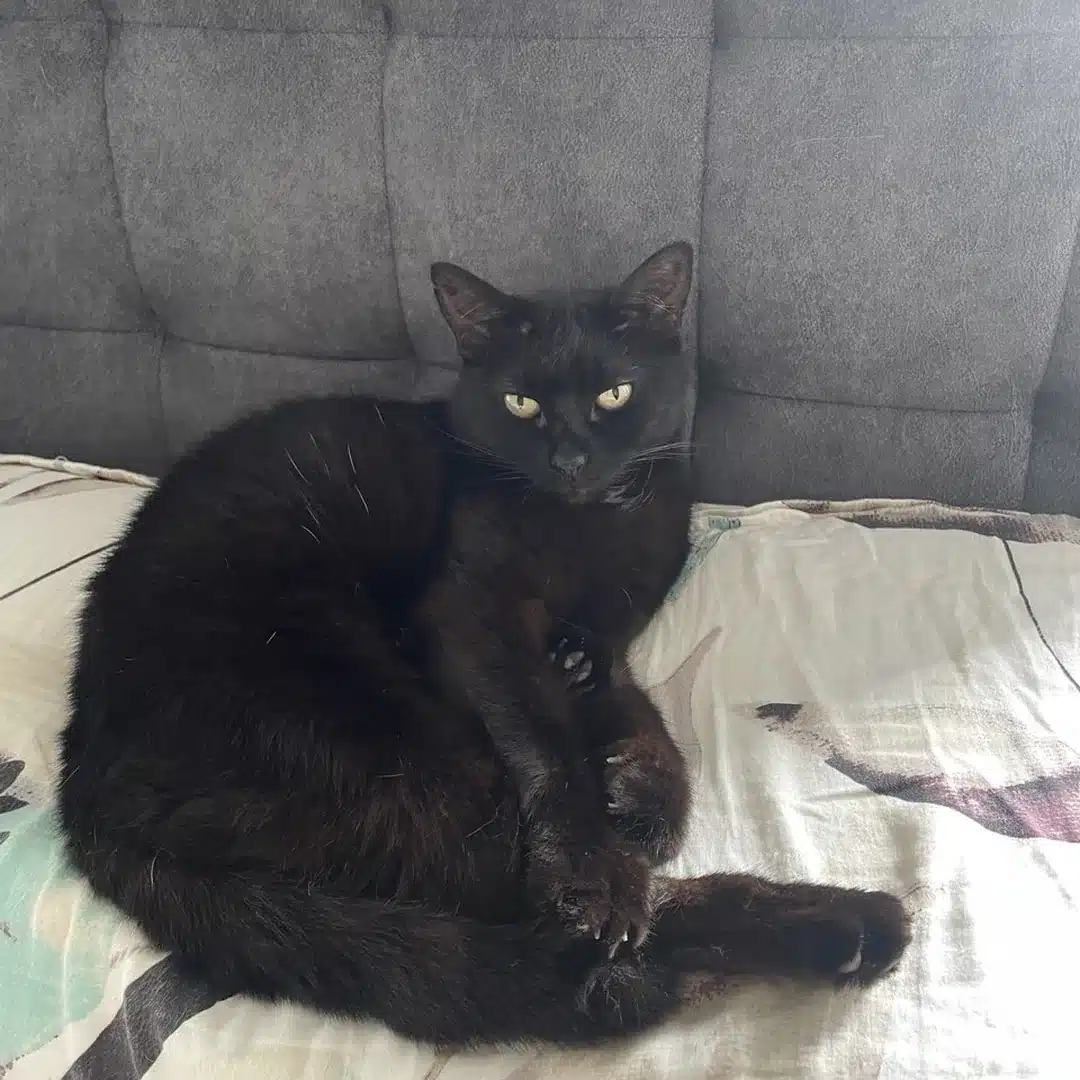 Schwarze Tierschutzkatze Tutti sitzt entspannt auf dem Sofa