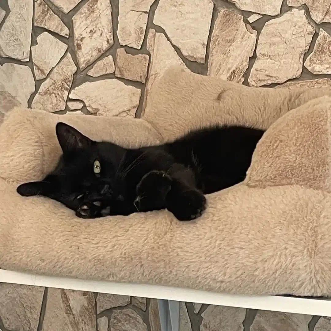 Adoptierte Katze Tutti liegt gemütlich in ihrem Katzenbett an der Wand