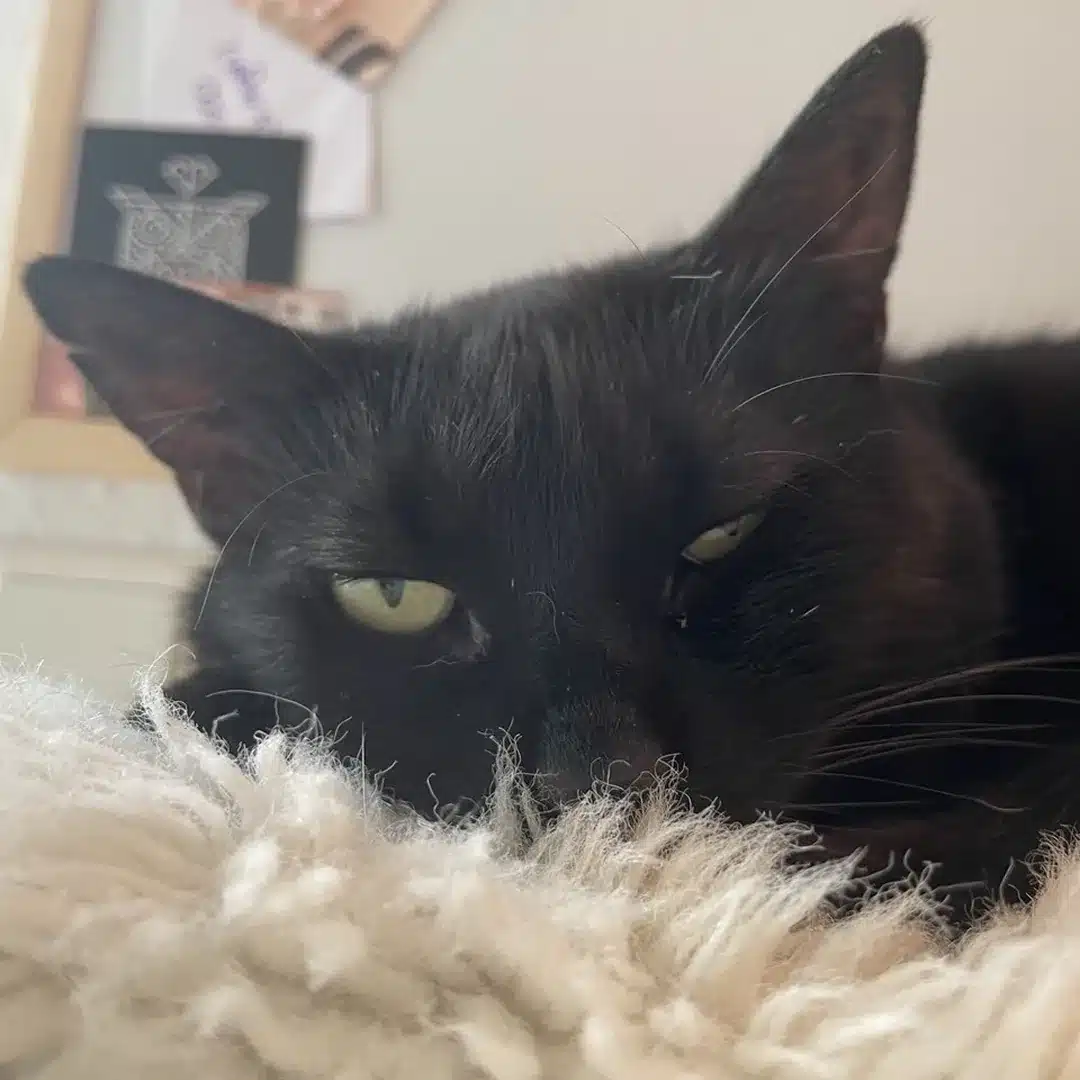 Nahaufnahme der schwarzen Tierschutzkatze Tutti beim entspannten Dösen