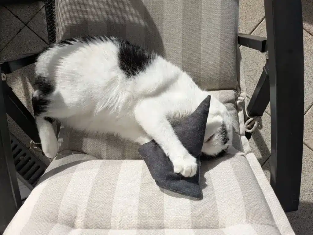 Kater Misho spielt mit einem Catnip-Kissen
