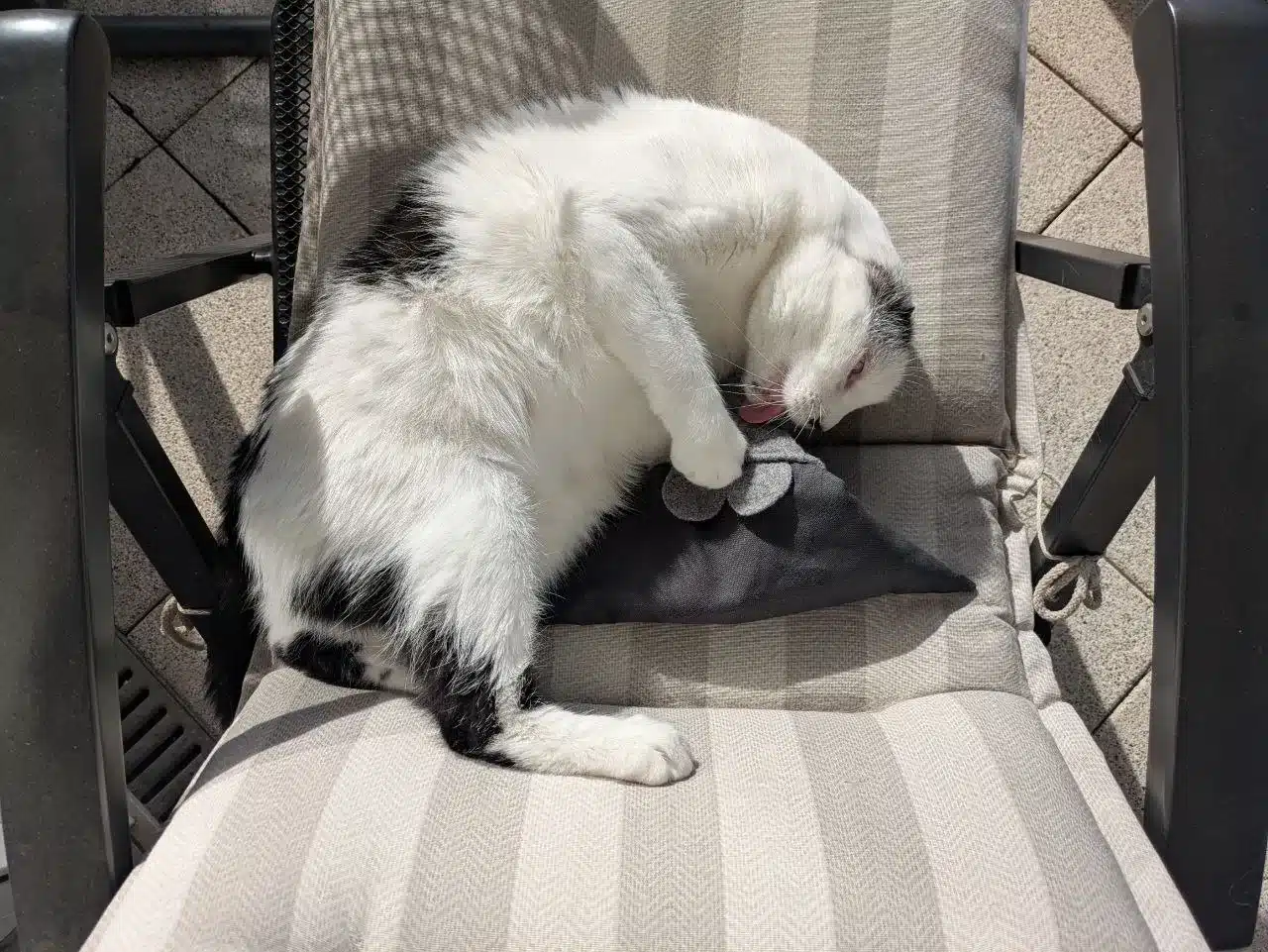 Schwarz-weißer Kater Misho leckt an einem Catnip-Kissen