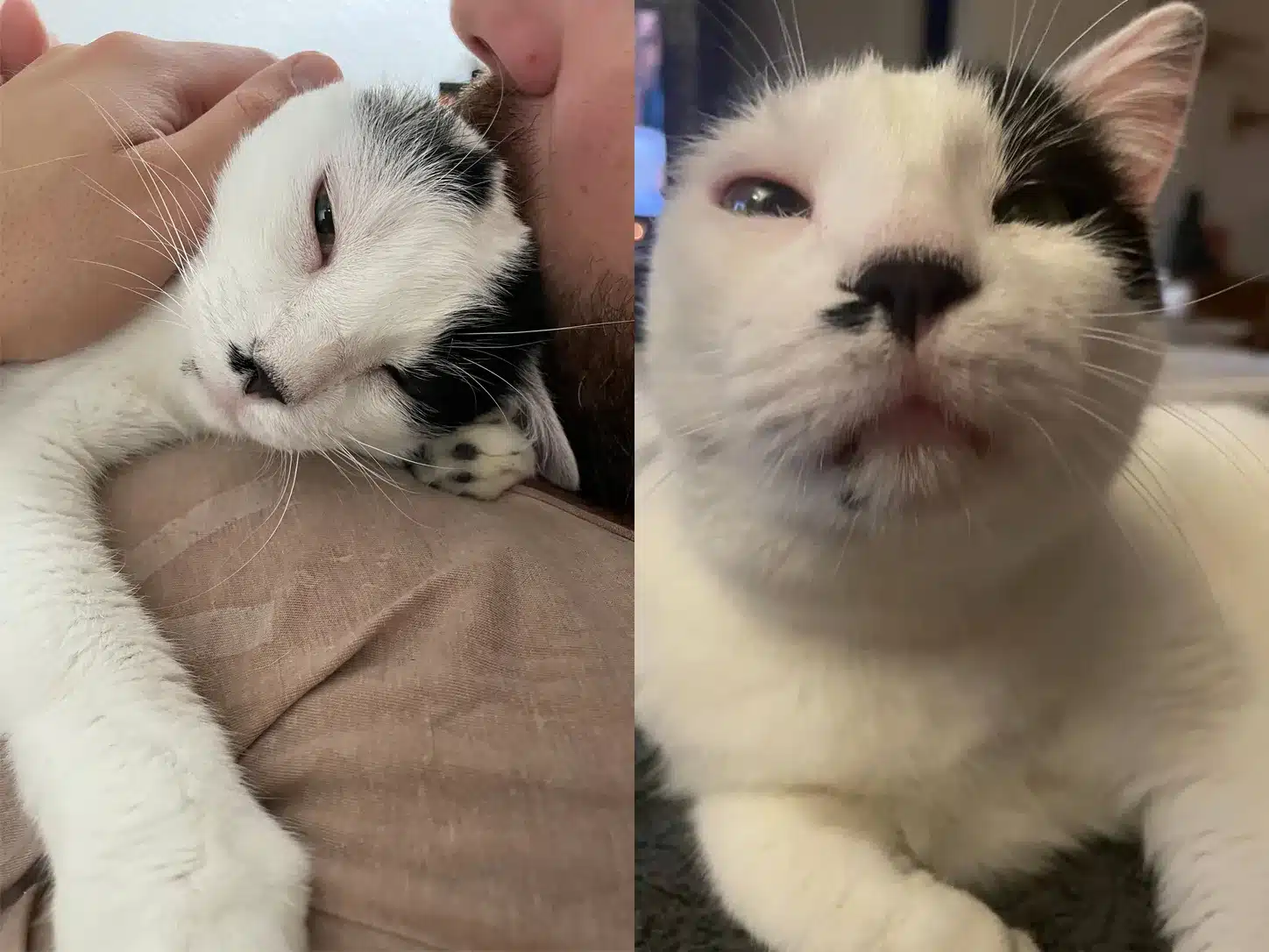 Zwei Porträts von Kater Misho, dem schwarz-weißen Einohrkater von Katzenmuddi