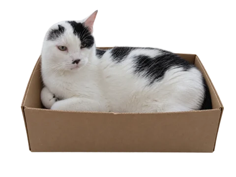 Einohrkater Misho liegt in seinem Karton