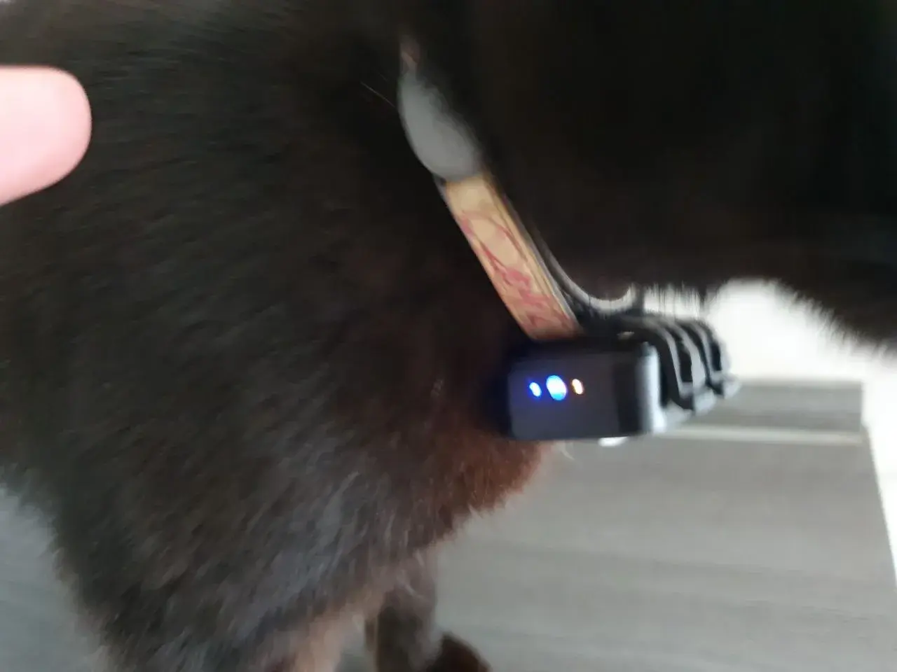 Status-LEDs am eingeschalteten PAJ PET Finder 4G Mini bei Tutti