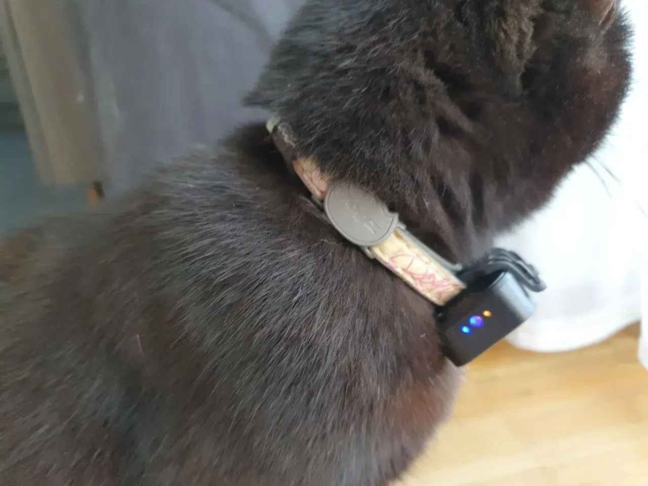 Nahaufnahme des PAJ GPS Trackers am Halsband von Tutti