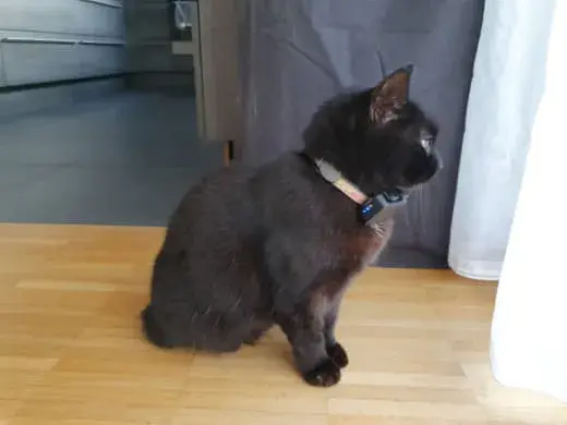Schwarze Katze Tutti mit PAJ GPS Tracker am Halsband