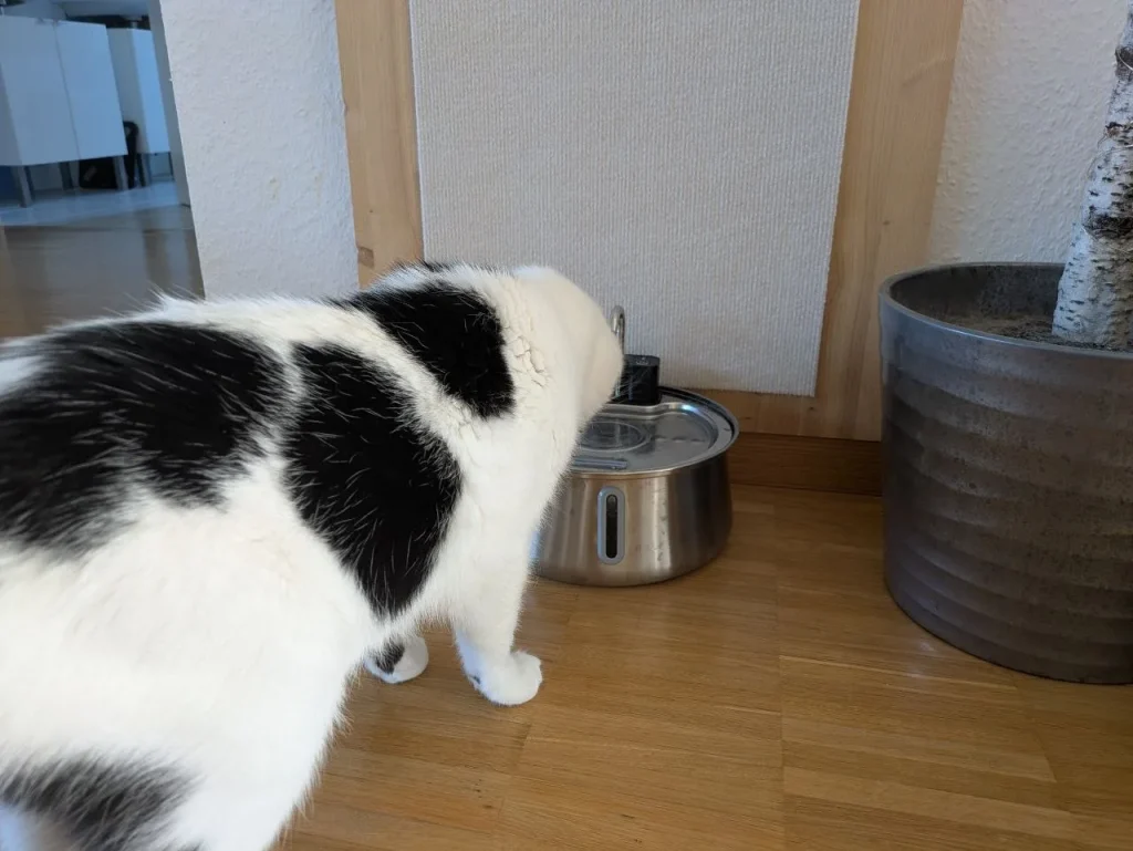 Misho trinkt aus dem Edelstahl-Trinkbrunnen TrinkTiger NordFlow 3.0 im Wohnzimmer.