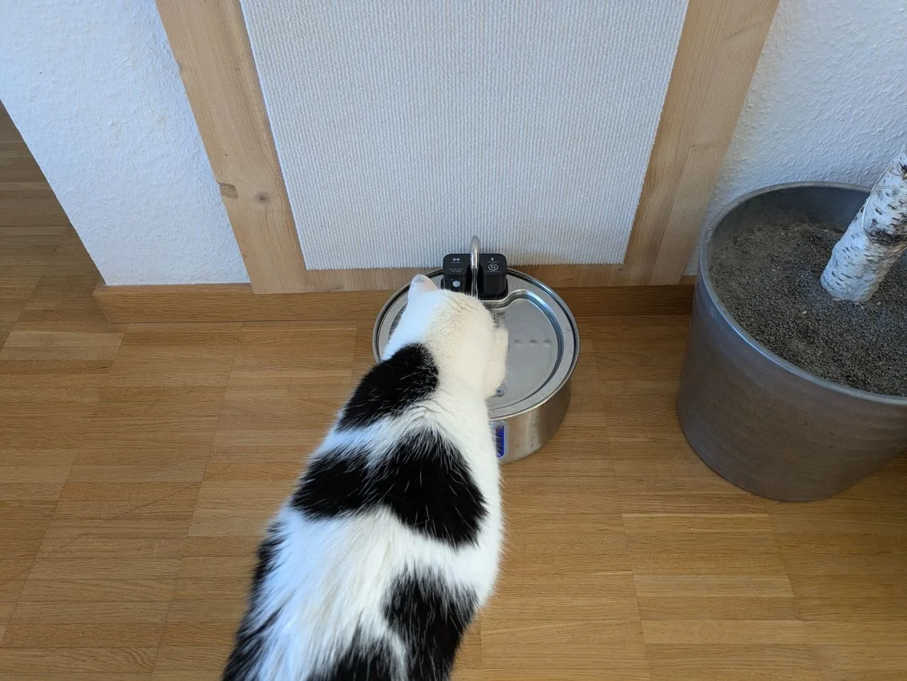 Misho am TrinkTiger NordFlow 3.0, von oben auf Katze und Trinkfläche fotografiert.