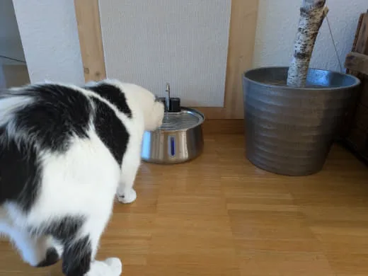 Misho steht vor dem TrinkTiger-Katzenbrunnen neben einem großen Pflanztopf.