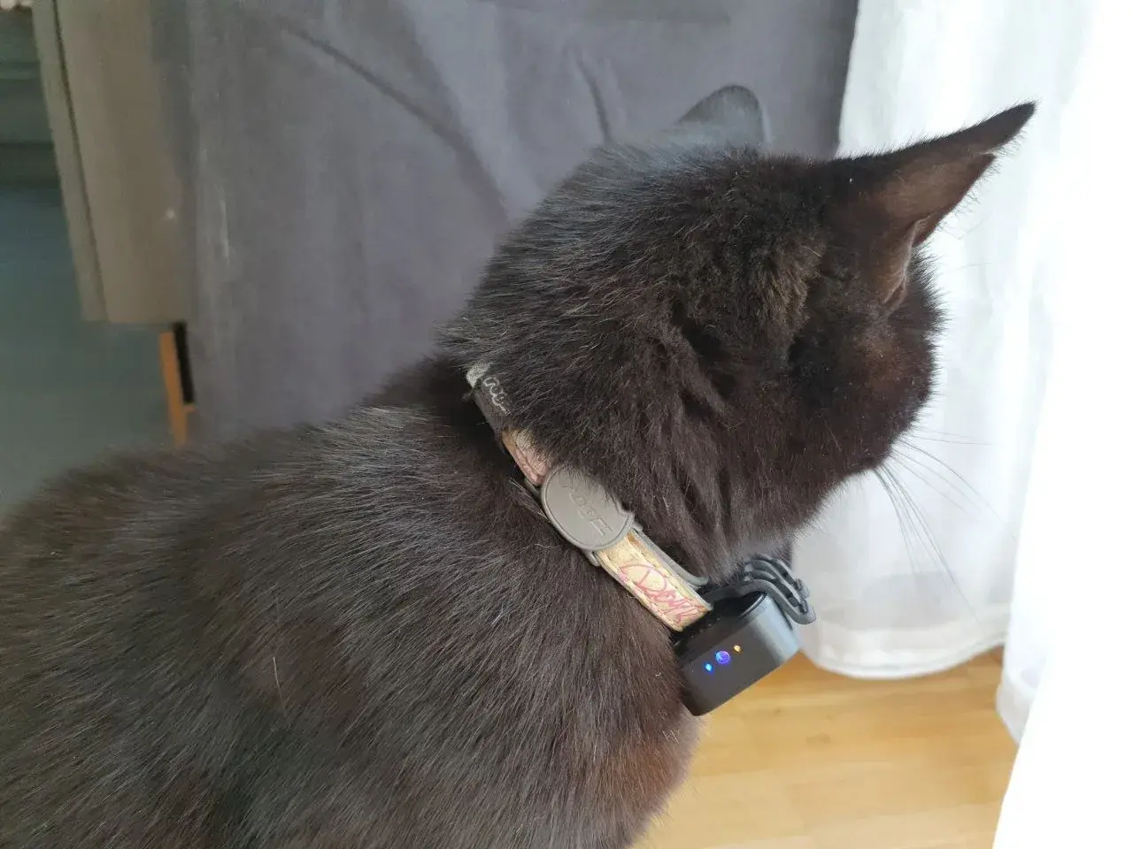 Tutti mit PAJ PET Finder 4G Mini am Sicherheitshalsband von der Seite