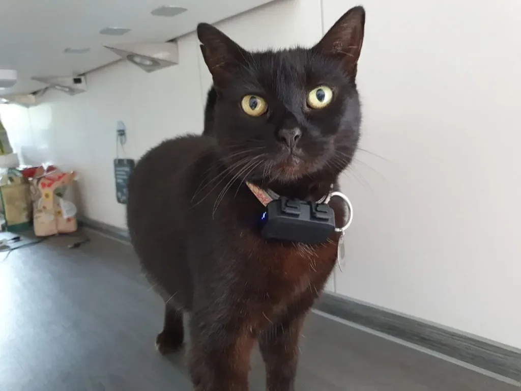 Freigängerkatze Tutti mit PAJ PET Finder 4G Mini am Halsband