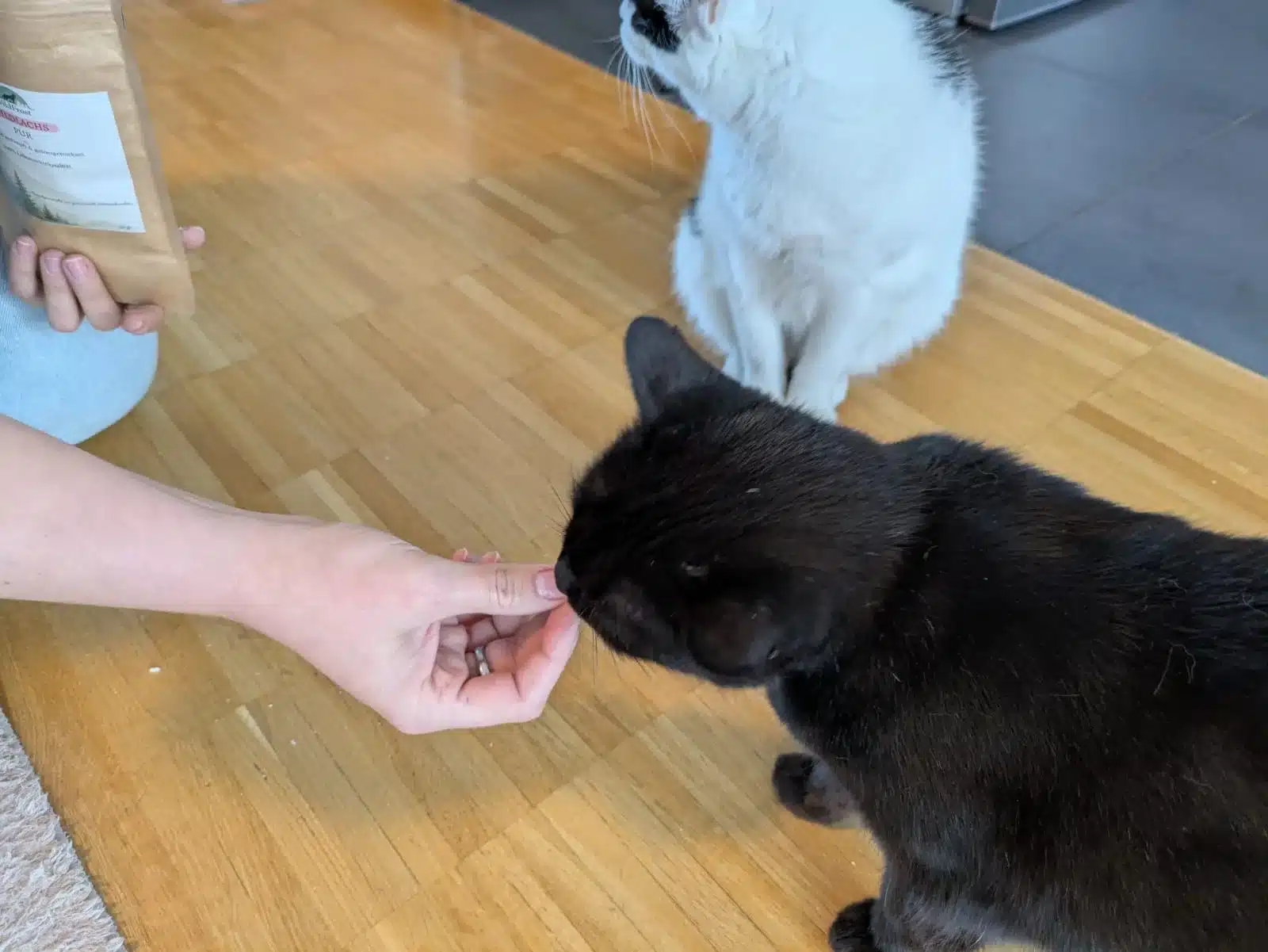 Die schwarze Katze Tutti probiert einen gefriergetrockneten Katzensnack aus der Hand, Misho sitzt dahinter.