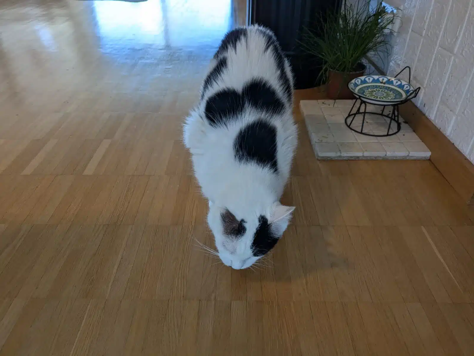 Der weiß-schwarze Misho senkt seine Nase zum Holzboden; im Hintergrund steht ein Futternapf.