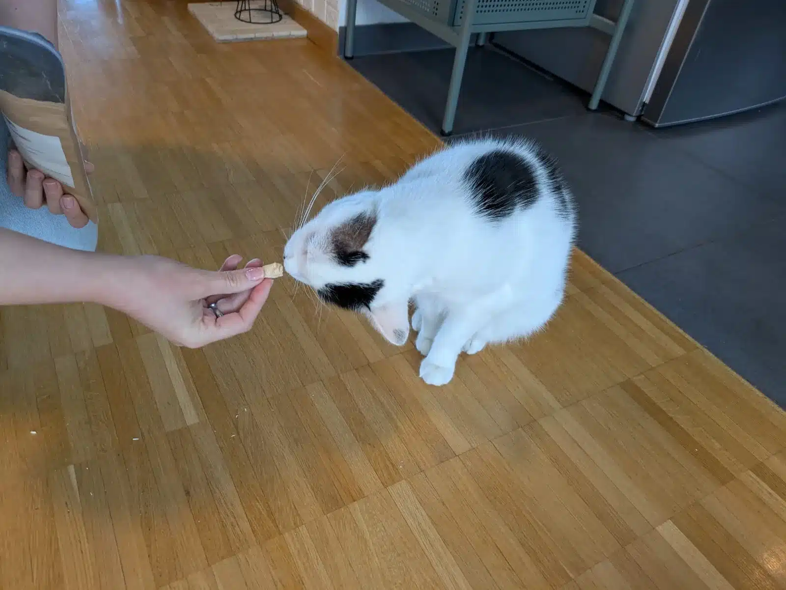 Der weiß-schwarze Misho hält seine Nase an einen Katzensnack, der ihm aus der Hand angeboten wird.