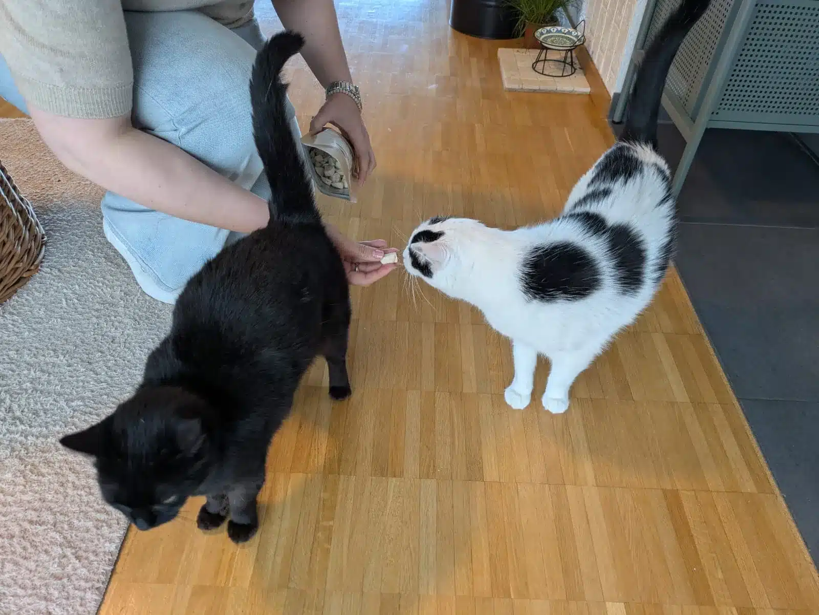 Misho schnuppert an einem Snack in der Hand, während Tutti im Vordergrund vorbeiläuft; daneben ein geöffneter Beutel.