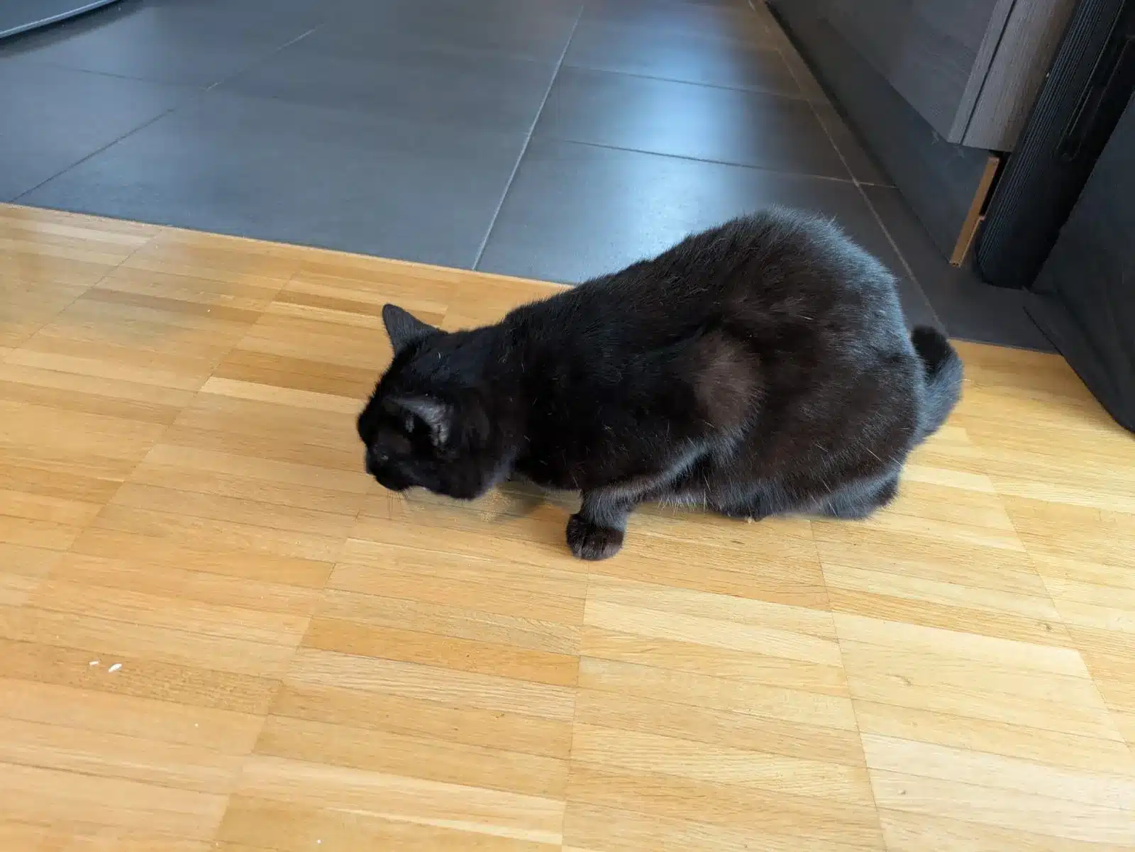 Die schwarze Katze Tutti hält ihren Kopf dicht über den Holzboden; daneben liegen kleine Snackkrümel.